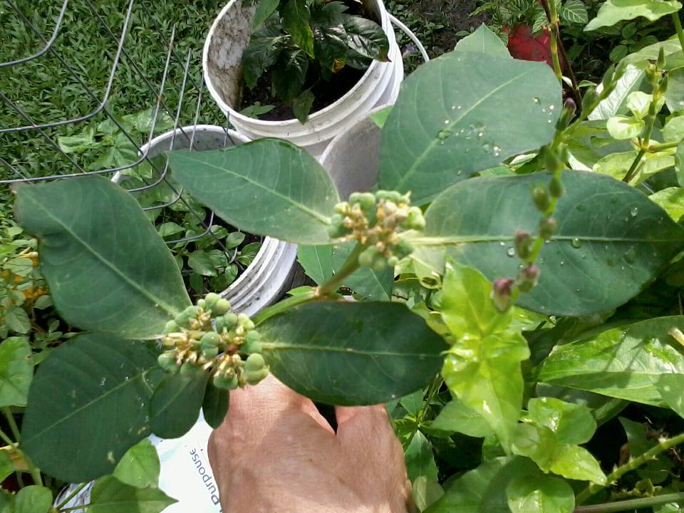 [Foto de planta, jardin, jardineria]