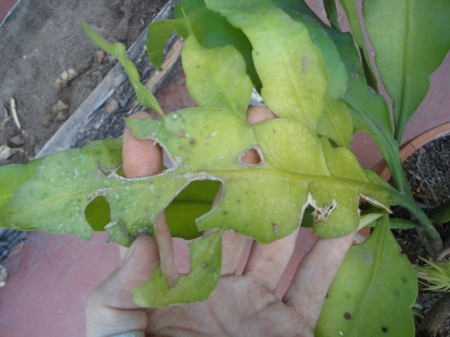 [Foto de planta, jardin, jardineria]