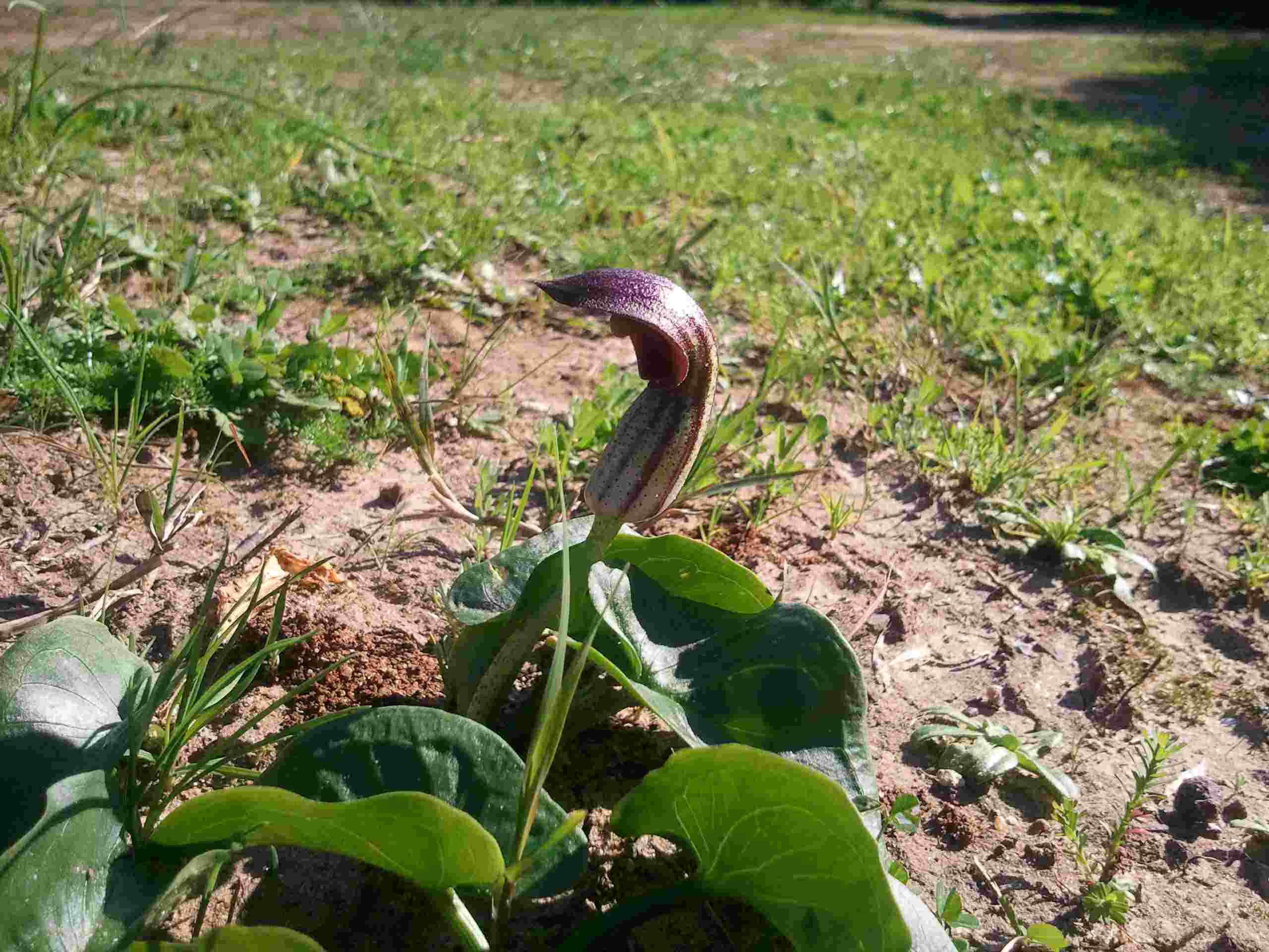[Foto de planta, jardin, jardineria]