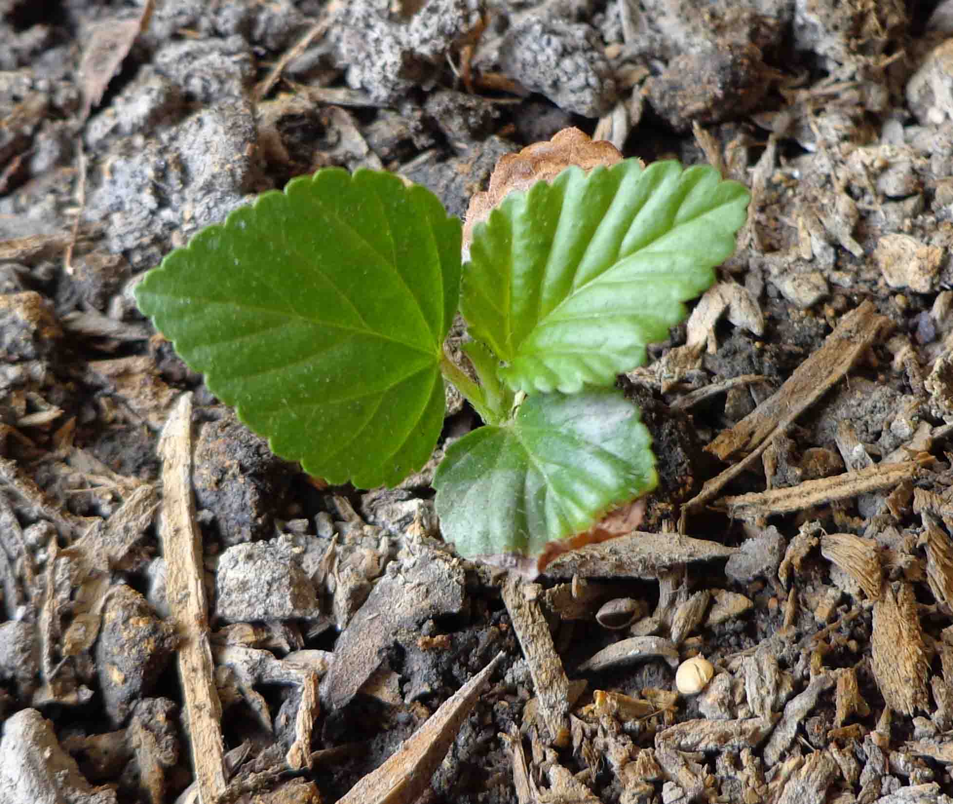 [Foto de planta, jardin, jardineria]