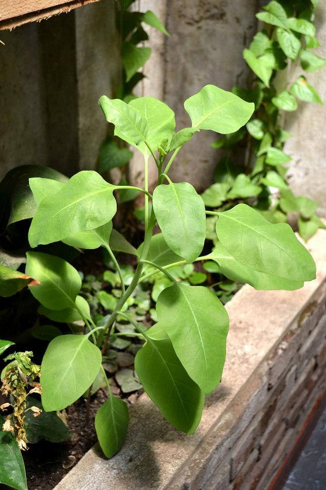 [Foto de planta, jardin, jardineria]