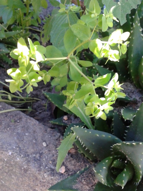 [Foto de planta, jardin, jardineria]