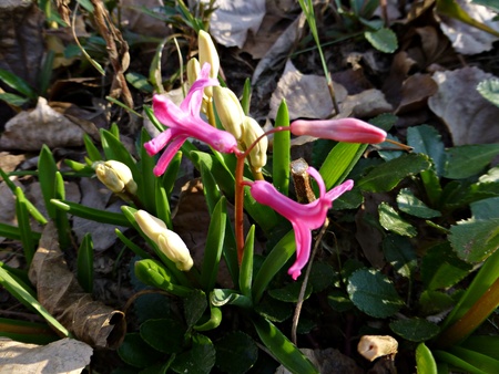 [Foto de planta, jardin, jardineria]