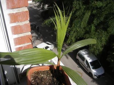 [Foto de planta, jardin, jardineria]