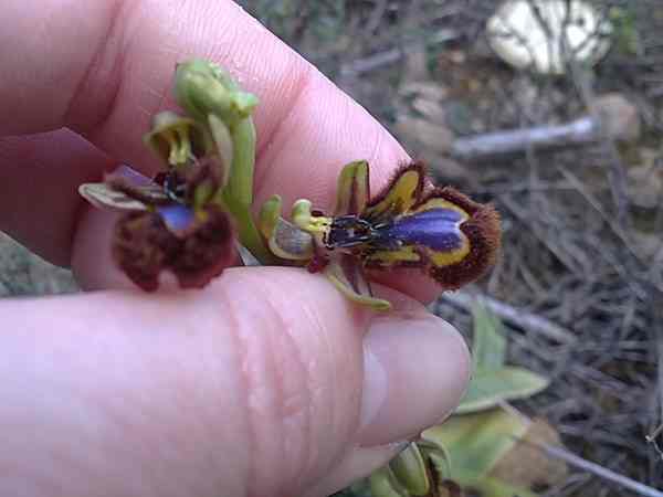 [Foto de planta, jardin, jardineria]