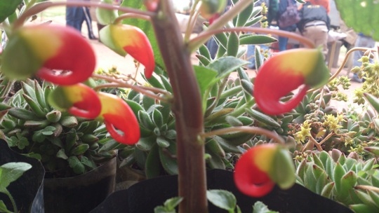 [Foto de planta, jardin, jardineria]