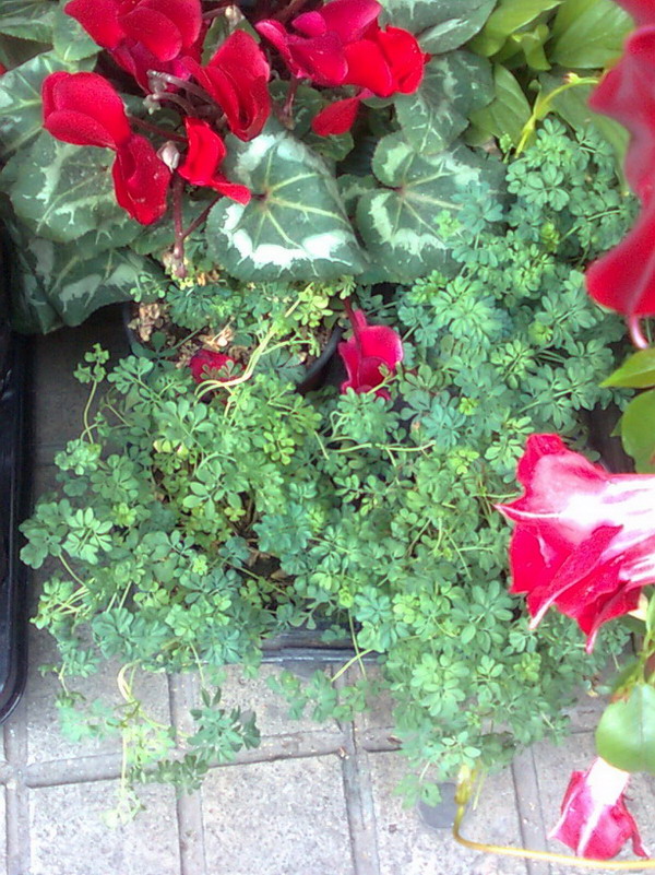 [Foto de planta, jardin, jardineria]