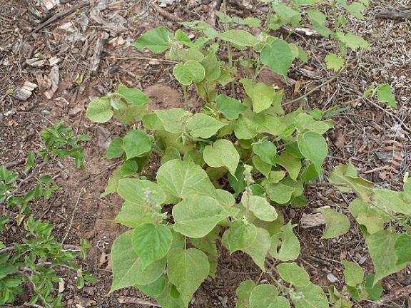 [Foto de planta, jardin, jardineria]