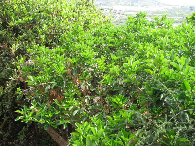 [Foto de planta, jardin, jardineria]