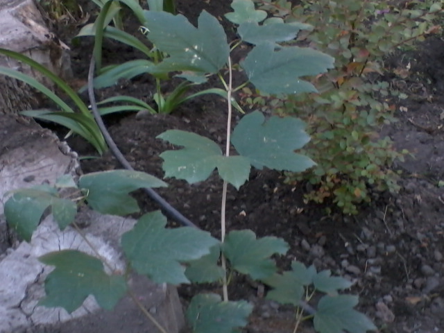 [Foto de planta, jardin, jardineria]