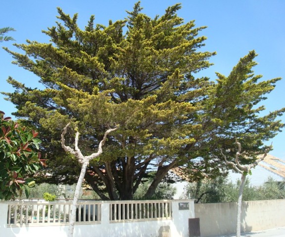 [Foto de planta, jardin, jardineria]