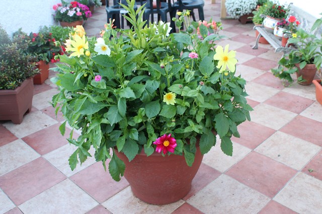 [Foto de planta, jardin, jardineria]