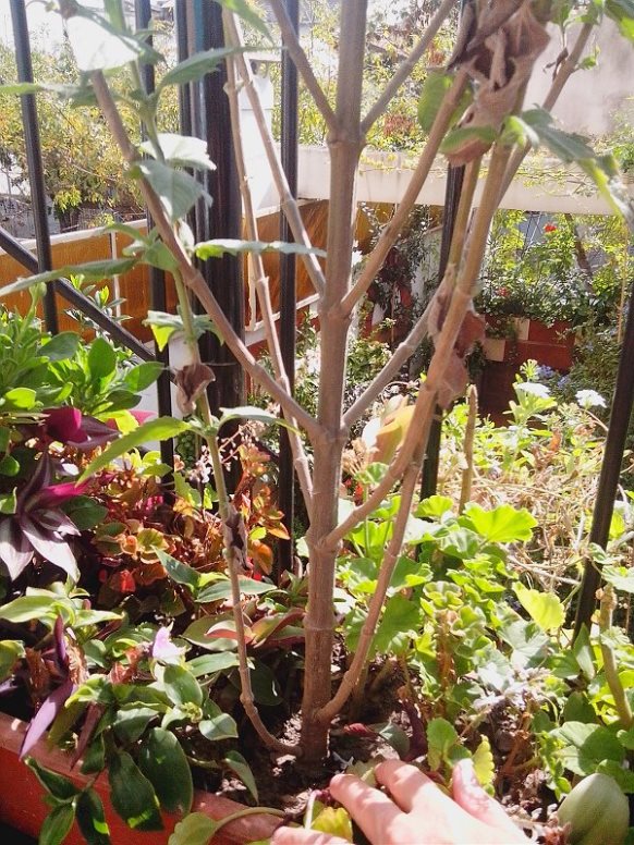 [Foto de planta, jardin, jardineria]