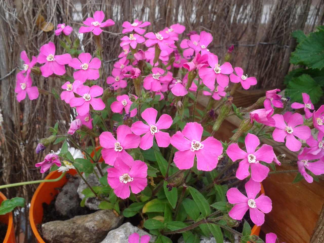 [Foto de planta, jardin, jardineria]