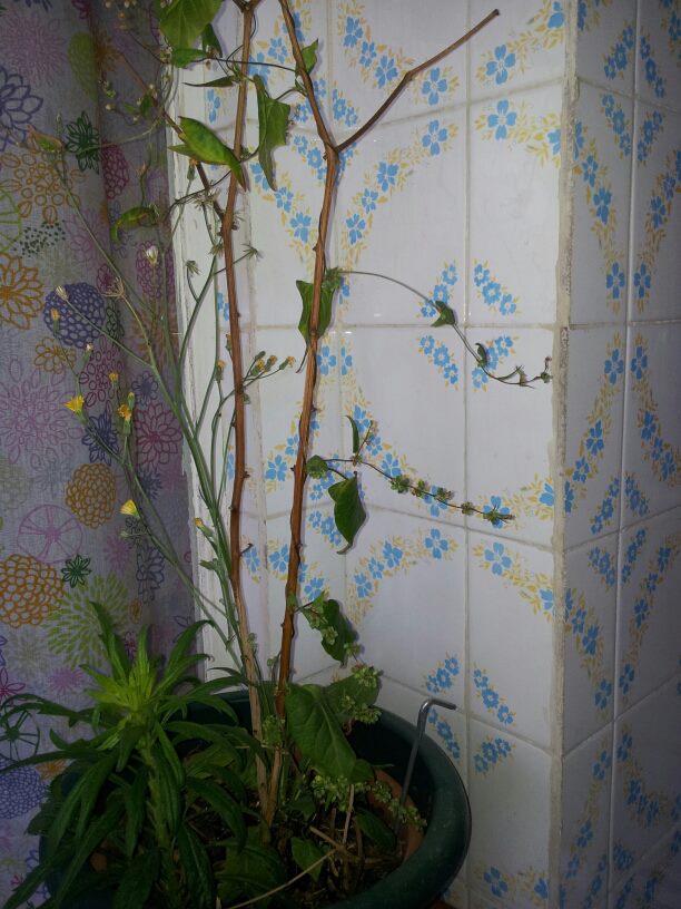 [Foto de planta, jardin, jardineria]