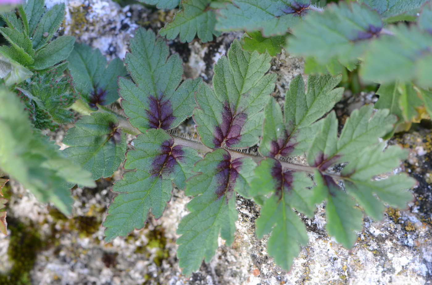 [Foto de planta, jardin, jardineria]