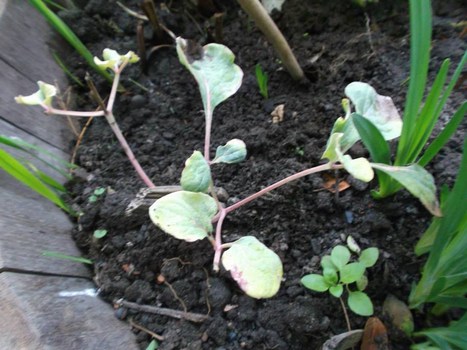 [Foto de planta, jardin, jardineria]