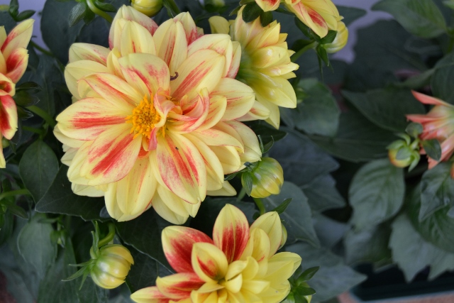 [Foto de planta, jardin, jardineria]