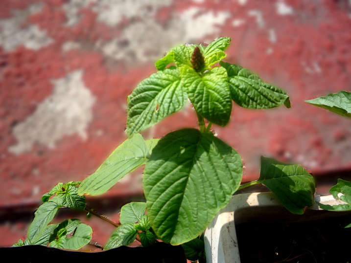 [Foto de planta, jardin, jardineria]