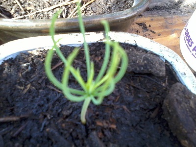 [Foto de planta, jardin, jardineria]
