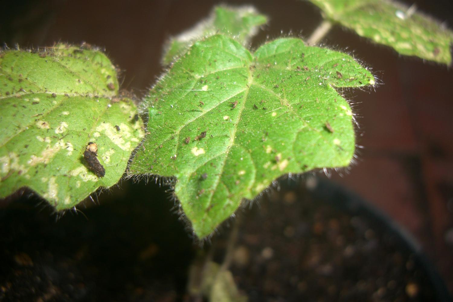 [Foto de planta, jardin, jardineria]