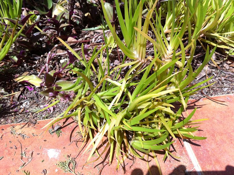 [Foto de planta, jardin, jardineria]