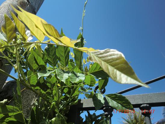 [Foto de planta, jardin, jardineria]