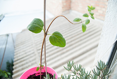 [Foto de planta, jardin, jardineria]