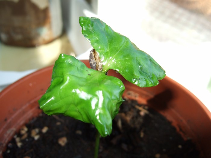 [Foto de planta, jardin, jardineria]