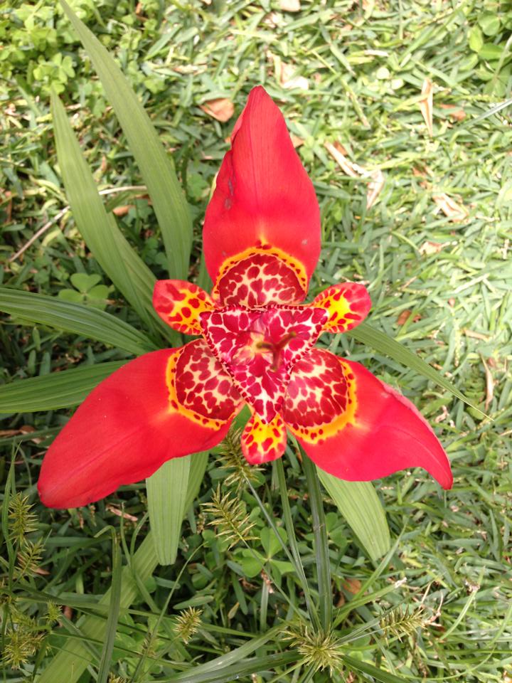 [Foto de planta, jardin, jardineria]