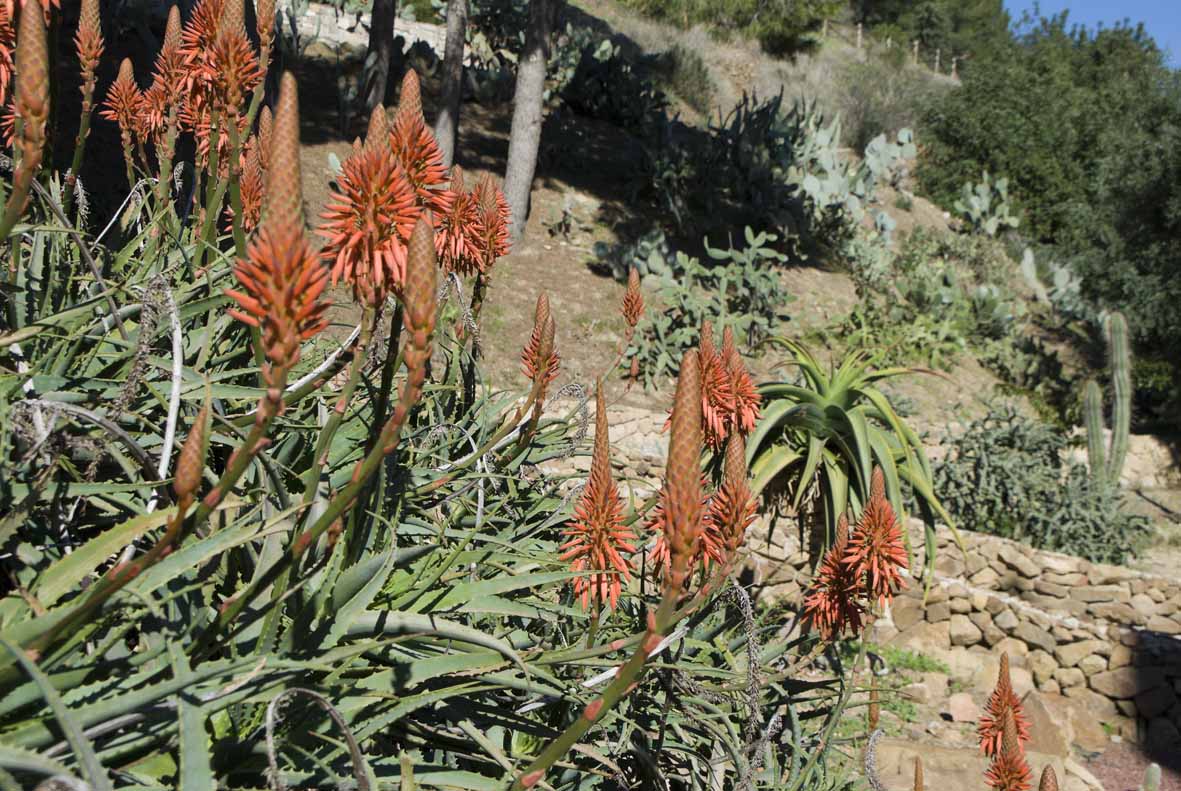 [Foto de planta, jardin, jardineria]