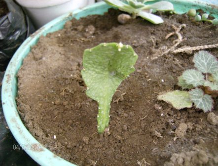 [Foto de planta, jardin, jardineria]