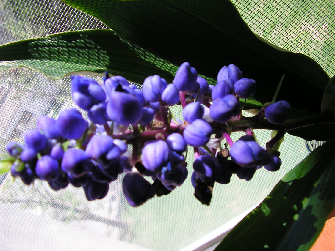 [Foto de planta, jardin, jardineria]