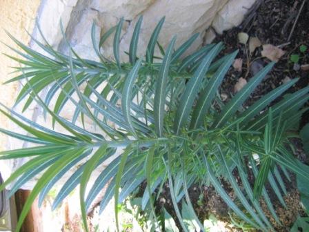 [Foto de planta, jardin, jardineria]