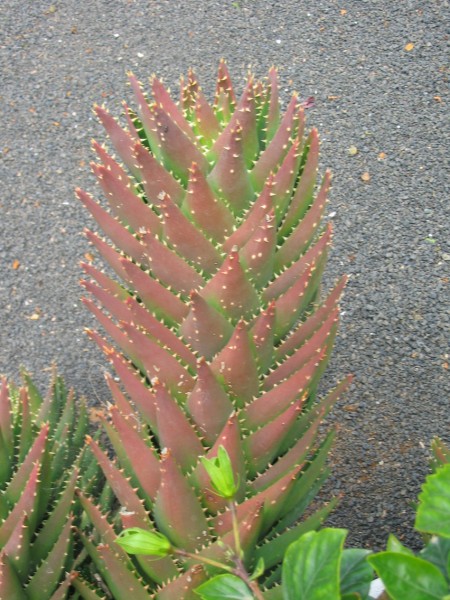 [Foto de planta, jardin, jardineria]