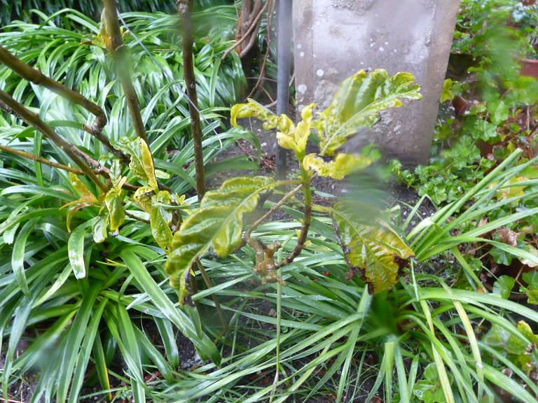 [Foto de planta, jardin, jardineria]