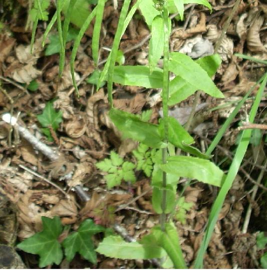 [Foto de planta, jardin, jardineria]