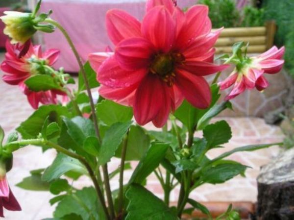 [Foto de planta, jardin, jardineria]