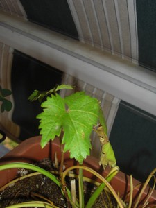 [Foto de planta, jardin, jardineria]