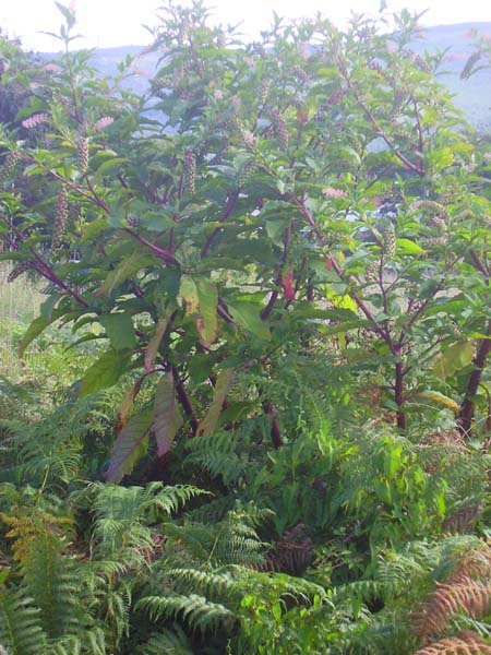 [Foto de planta, jardin, jardineria]