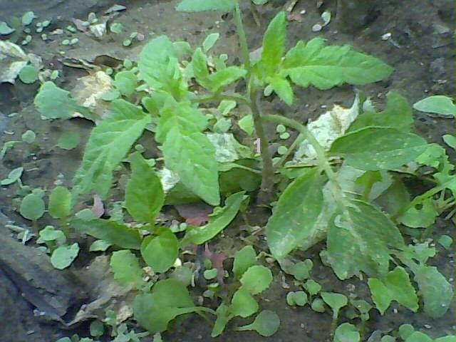 [Foto de planta, jardin, jardineria]