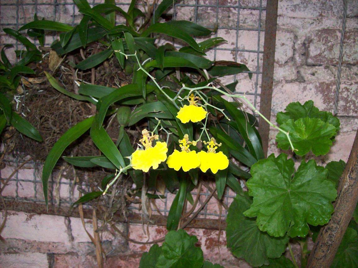 [Foto de planta, jardin, jardineria]