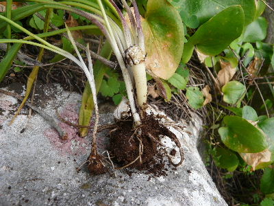 [Foto de planta, jardin, jardineria]