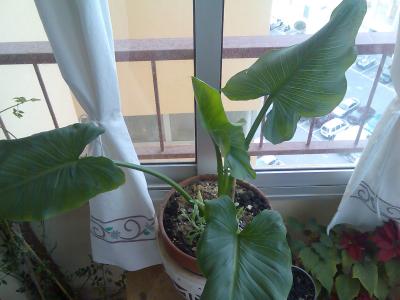 [Foto de planta, jardin, jardineria]