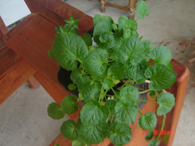 [Foto de planta, jardin, jardineria]