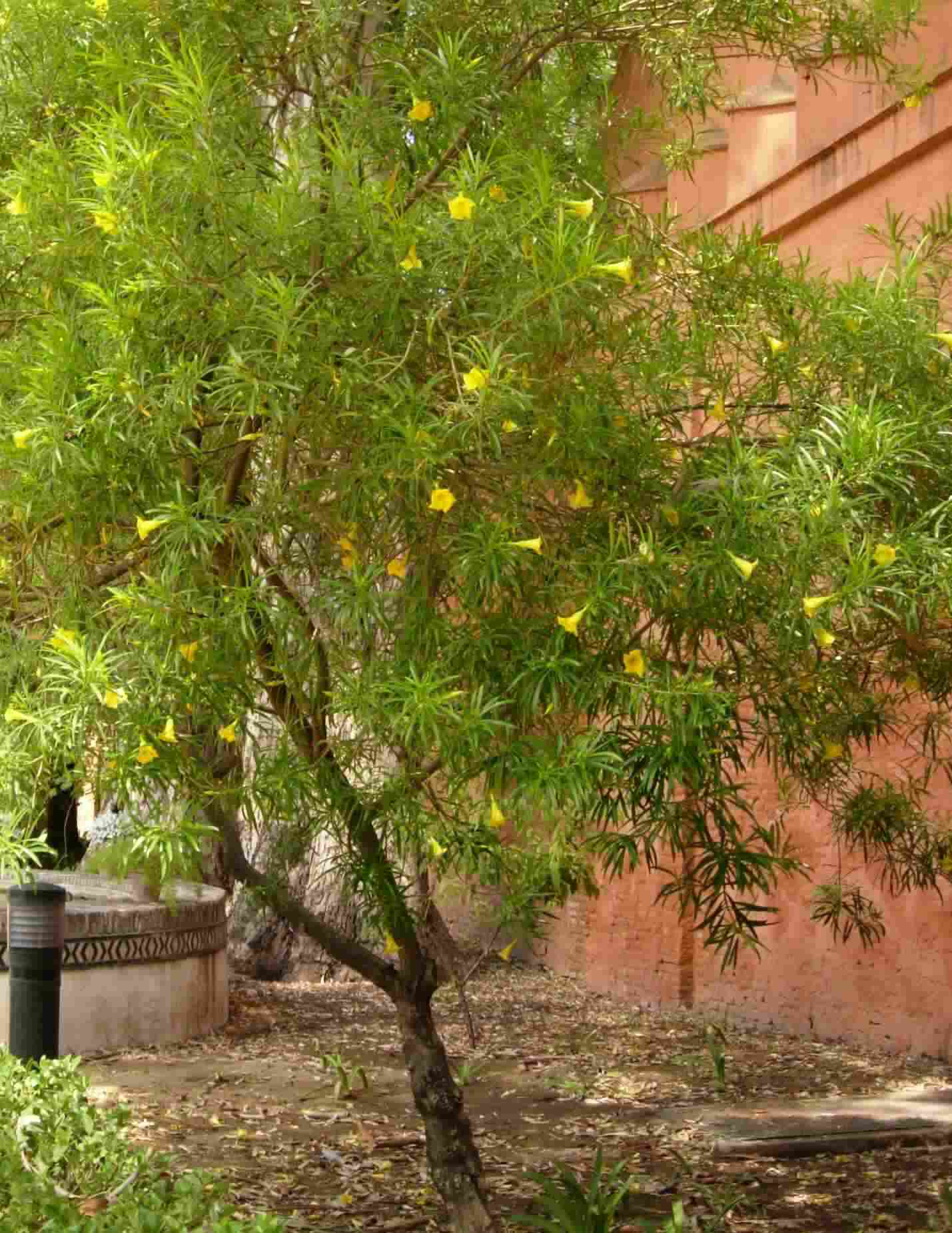 [Foto de planta, jardin, jardineria]