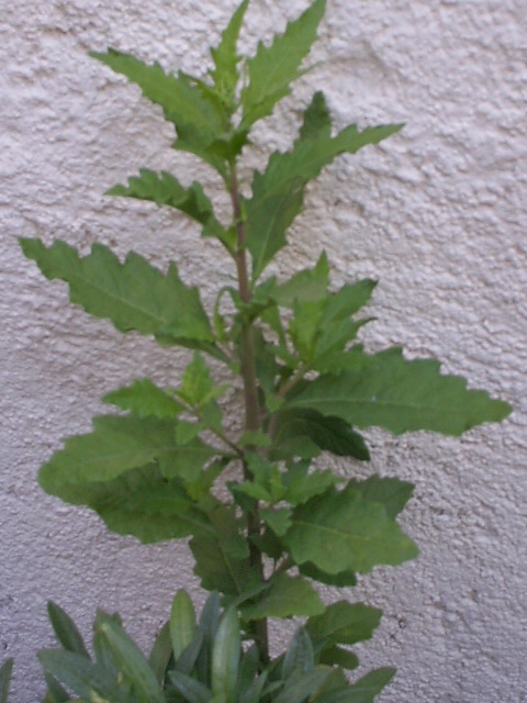 [Foto de planta, jardin, jardineria]
