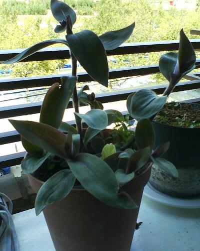 [Foto de planta, jardin, jardineria]