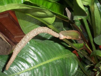 [Foto de planta, jardin, jardineria]
