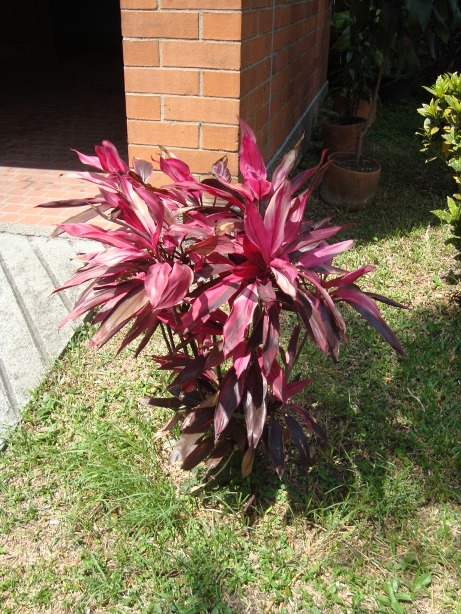 [Foto de planta, jardin, jardineria]